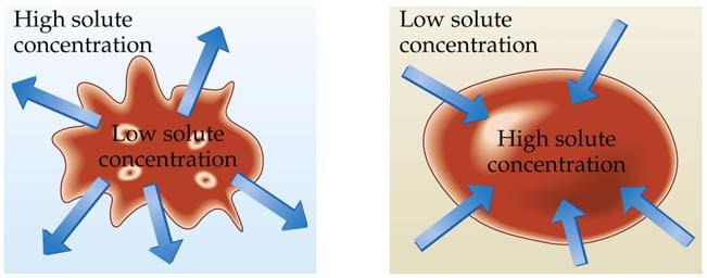Solvent moves in both directions across a semipermeable membrane. The rate of movement of solvent from the pure solvent to the solution is faster than the rate of movement in the opposite direction.