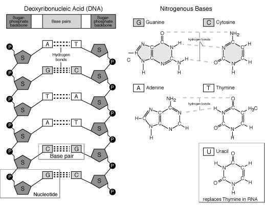 Nucleic Acid Structure Composed nucleotides Phosphate Sugar DNA = deoxyribose RNA = ribose Nitrogen base