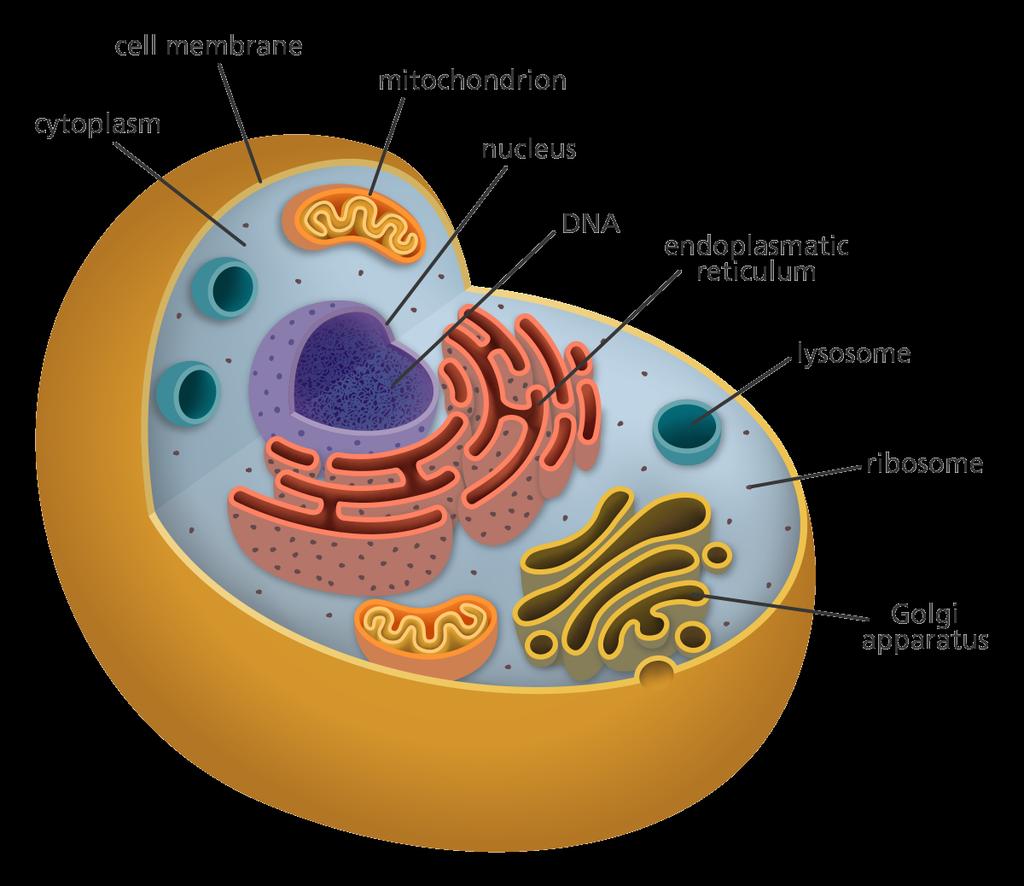 organelles in both prokaryotic and