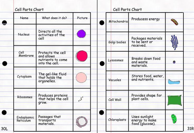 Plant cell Plant cell UNICELLULAR VS