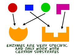 ENZYMES *SPI 3210.1.4 Describe how enzymes regulate chemical reactions in the body. Important! Key Terms: Enzyme- Substrate- Active Site- Activation Energy- 1.