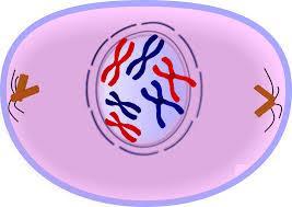 Each chromosome appears to be made up of two identical threads, each called a chromatid.