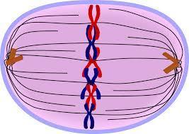 Describe the changes that occur in a cell during metaphase of mitosis. METAPHASE Chromosomes are shortest and thickest during this phase.