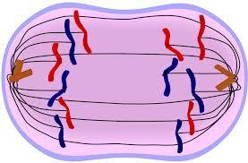 Describe the changes that occur in a cell during anaphase of mitosis.