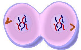 Describe the changes that take place in a cell during telophase of mitosis. TELOPHASE Two sets of daughter chromosomes reach the opposite poles of the cell.