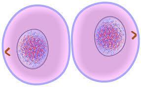 A furrow appears in the cell membrane in the middle. What is cytokinesis? Cytokinesis is the division of the cytoplasm occurring at the end of telophase.