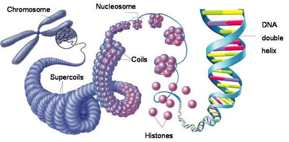 Chromosomes Chromosomes are made up of DNA wound tightly around proteins called histones Histones + DNA = chromatin