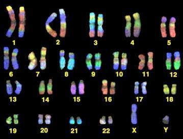 Exist in homologous pairs One from mom One from dad Humans have 23 pairs 22