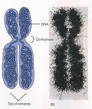 Chromosomes Are generally represented in their duplicated form A single duplicated chromosome has two