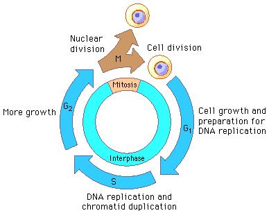 Cell Cycle During the cell cycle, a cell grows, prepares for division, and divides to form 2 daughter cells, each of which then