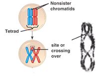 A Closer Look at Meiosis I Meiosis I involves a special step that leads to genetic changes in duplicate