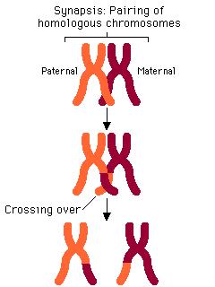 Tetrads and Crossing Over TETRAD formation (synapsis), the arms of one chromatid of each homolog CROSSOVER one