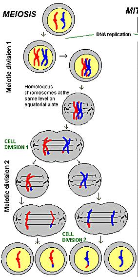 2N = 2 Crossing over occurs in meiosis I.