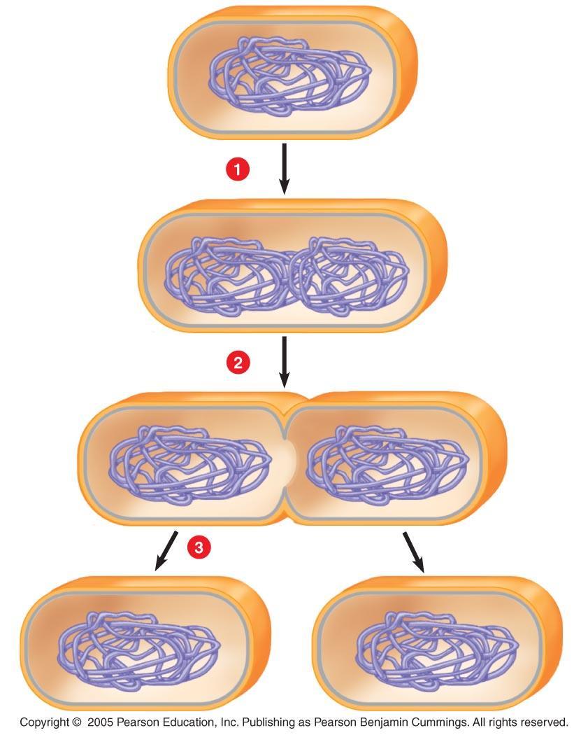 Prokaryotic chromosome Division into two daughter cells Plasma membrane Cell wall Duplication of chromosome and separation of copies Continued elongation of the cell and movement of copies binary