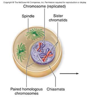 Prophase I Chromosomes condense Homologous pairs fasten together