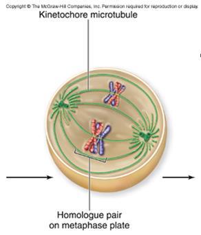Metaphase I Homologous pairs of