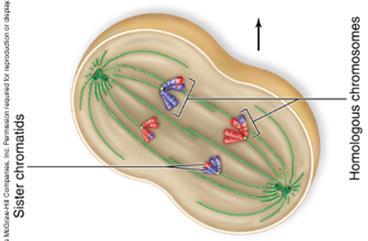 Anaphase I Homologous chromosomes move to opposite