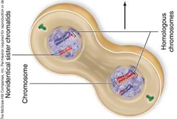 Telophase I/ Cytokinesis I The cytoplasm divides, 2 Genetically