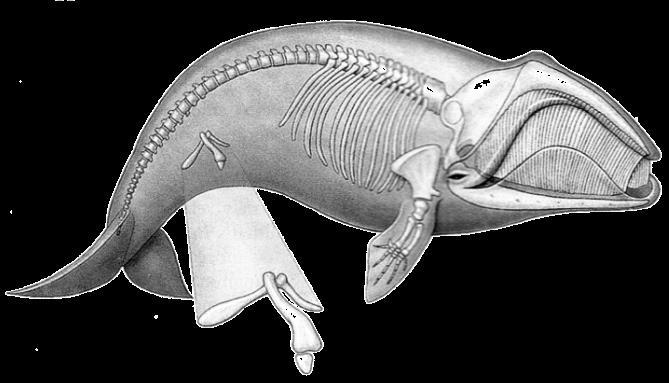 Structures: 2: Vestigial Structures (Whale Pelvis) Vestigial