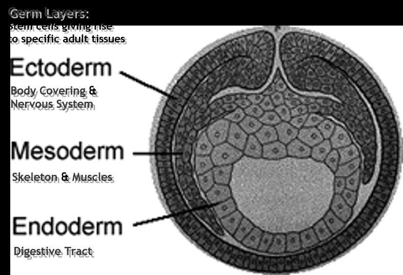 Embryological Evidence Figure 9: Comparative Embryology: Germ Layers Embryologists noticed that ALL animal embryos exhibit the same layers during embryonic development
