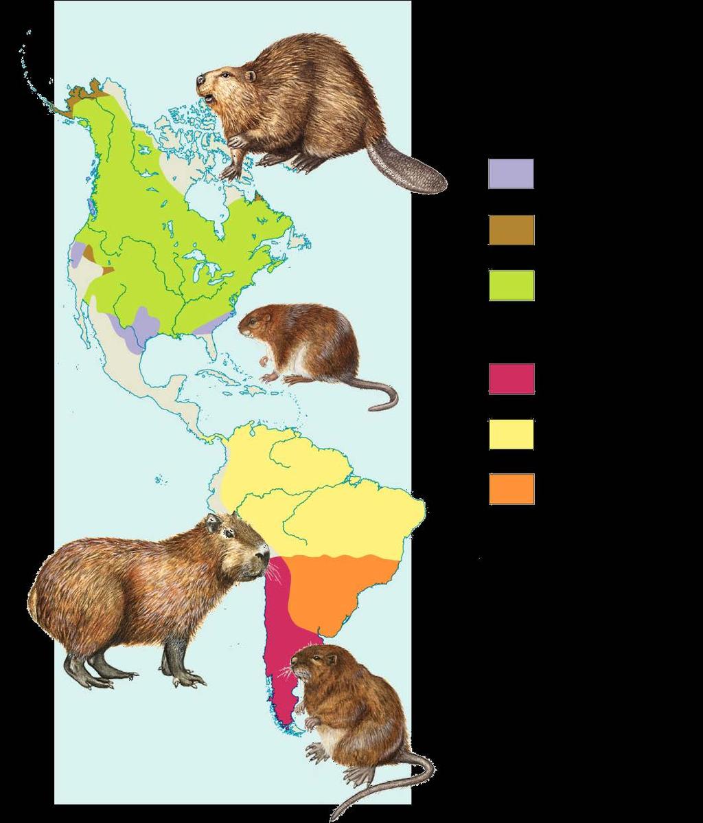 Ex: beaver (N. America) and capybara (S.