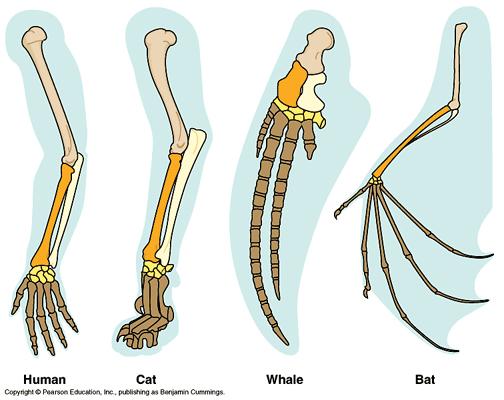 C. Homologous (similar or corresponding) body structures structures that have different mature forms but develop