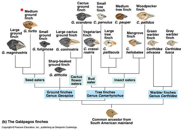 3. Darwin s finches an example of speciation - descended from a common ancestor from mainland S.