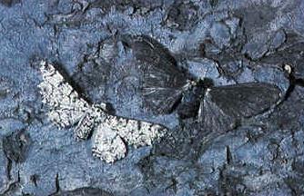 INDUSTRIAL MELANISM The number of rare dark moths increased as the