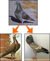 III. Natural Selection and Evidence for Evolution Darwin also gained insight by breeding pigeons using artificial selection Breeders determine which