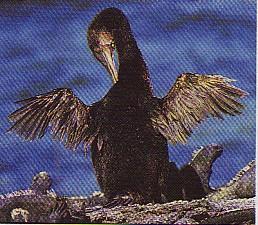 Vestigial Structures (D) Flightless Cormorant Wings: Cormoront