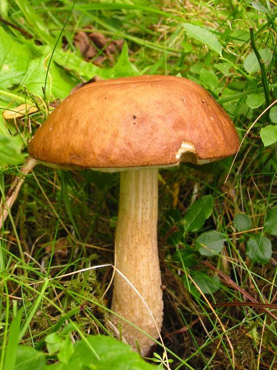 Fungi includes molds, yeasts, and mushrooms decompose the