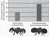 Prediction: If this hypothesis is correct, Experiment: and the flies wings are masked with a dye, Predicted Result: then jumping spiders should pounce on the experimental flies more often that they