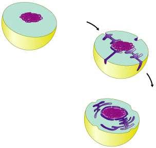 Slide 40 In one process, the eukaryotic cell s endomembrane system evolved from inward folds of the plasma membrane of a prokaryotic cell DNA
