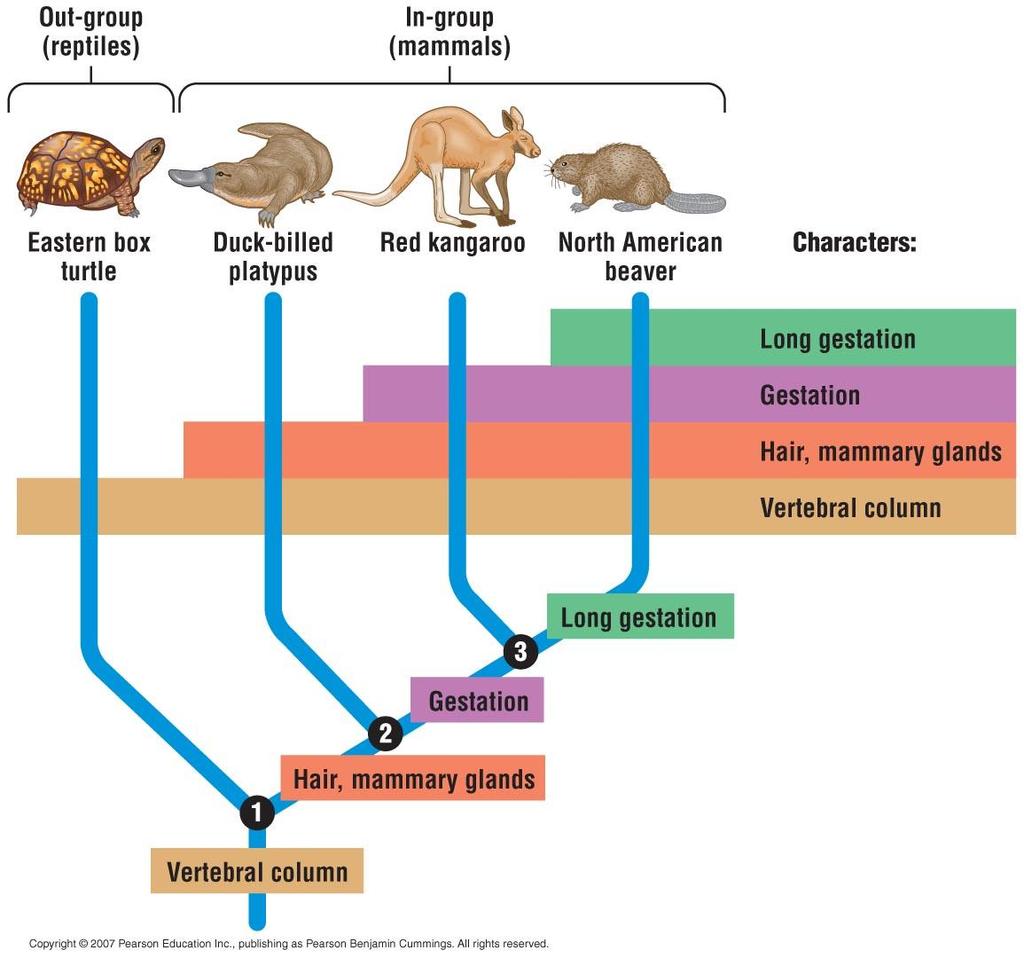 -This is an example of cladistics. -In the picture the 3 mammals are compared to the turtle.