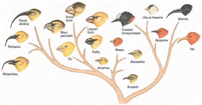 Branching evolution splits a lineage into two or more species, thereby