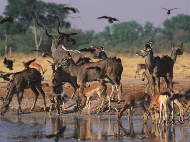 The various animals and plants surrounding this watering hole Are