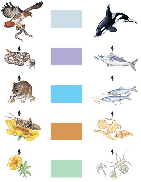 Food chains Link the trophic levels from producers to top carnivores Carnivore Carnivore Quaternary consumers Tertiary consumers Carnivore Carnivore Secondary
