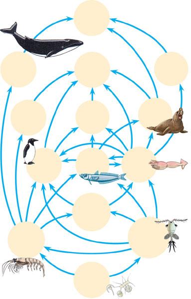 Food Webs A food web Humans Is a branching food chain with complex trophic interactions Baleen whales Crab-eater seals Smaller toothed