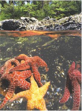 16a,b (a) The sea star Pisaster ochraceous feeds preferentially on mussels but will consume other invertebrates.