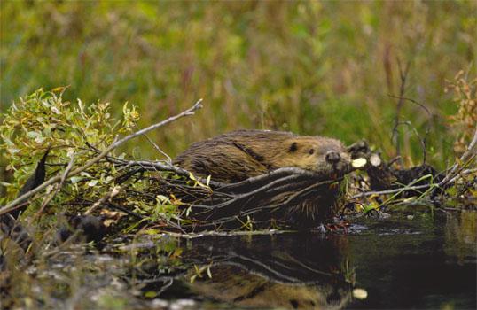Beaver dams Can transform