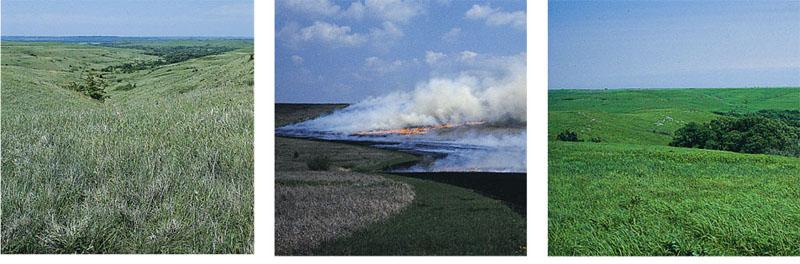 Fire Is a significant disturbance in most terrestrial ecosystems Is often a necessity in some communities Figure 53.21a c (a) Before a controlled burn.