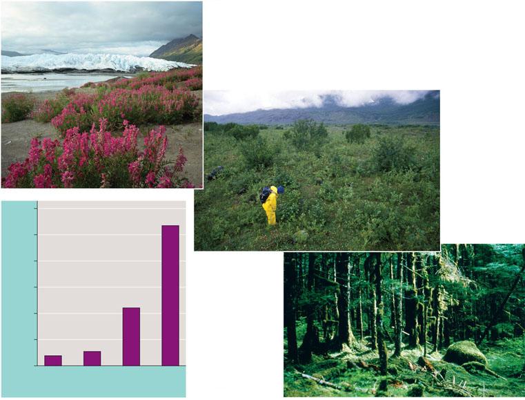 Succession on the moraines in Glacier Bay, Alaska Follows a predictable pattern of change in vegetation and soil characteristics (a) Pioneer stage, with fireweed dominant (b) Dryas stage 60 50