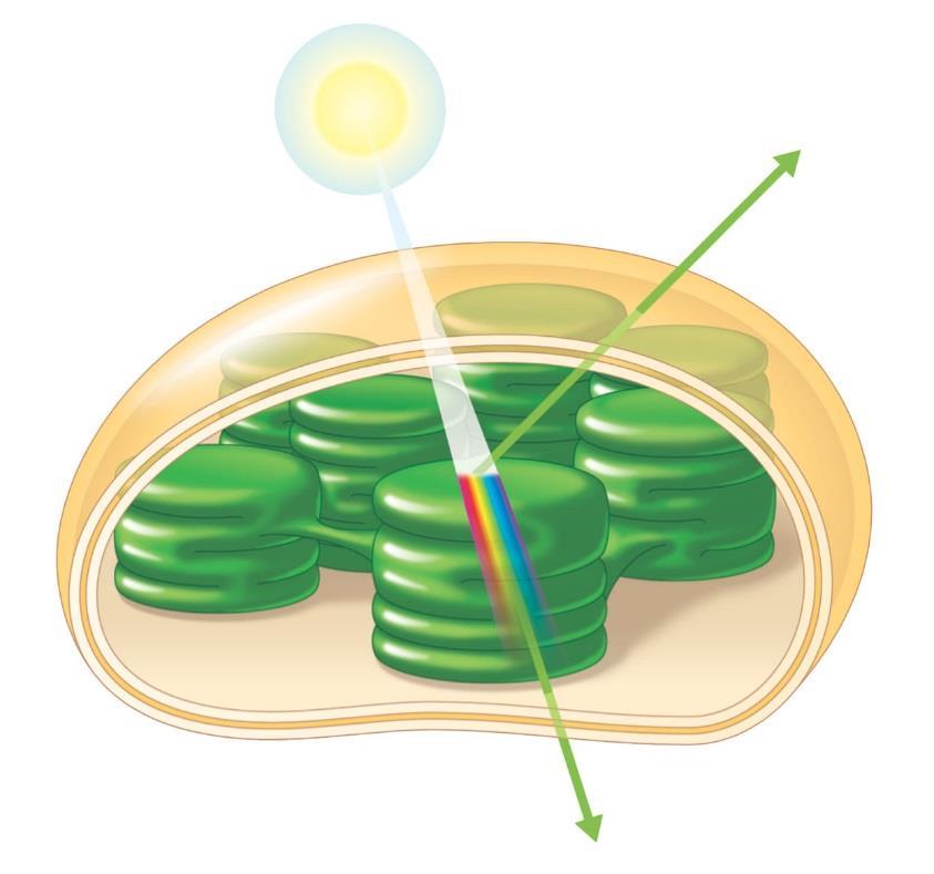 Photosynthetic Pigments: The Light Receptors Pigments Are