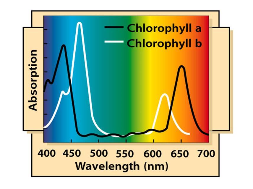 The absorption spectra of chloroplast pigments Provide clues to the