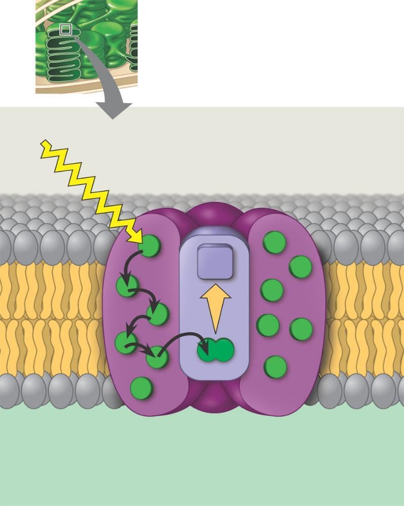 Thylakoid membrane A photosystem Is composed of a reaction center surrounded by a number of light-harvesting complexes Thylakoid Photon Photosystem Light-harvesting