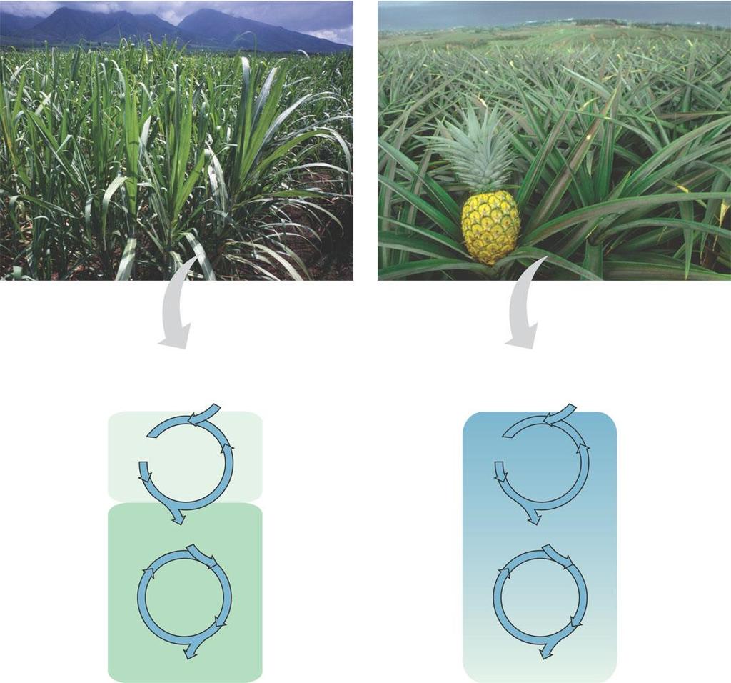 The CAM pathway is similar to the C 4 pathway Sugarcane Pineapple Figure 10.20 Mesophyll Cell Bundlesheath cell (a) Spatial separation of steps.