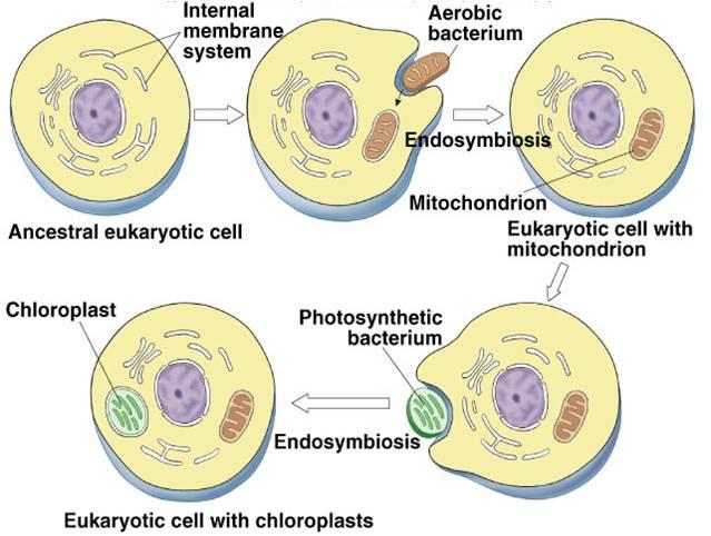 What are the different type of prokaryotes in the world? How and when did the prokaryote evolve to form an eukaryotic cell Endosymbiotic theory Lynn Margulis http://bugs.bio.usyd.edu.