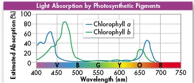 Pigments two types of chlorophyll 1. chlorophyll a 2.