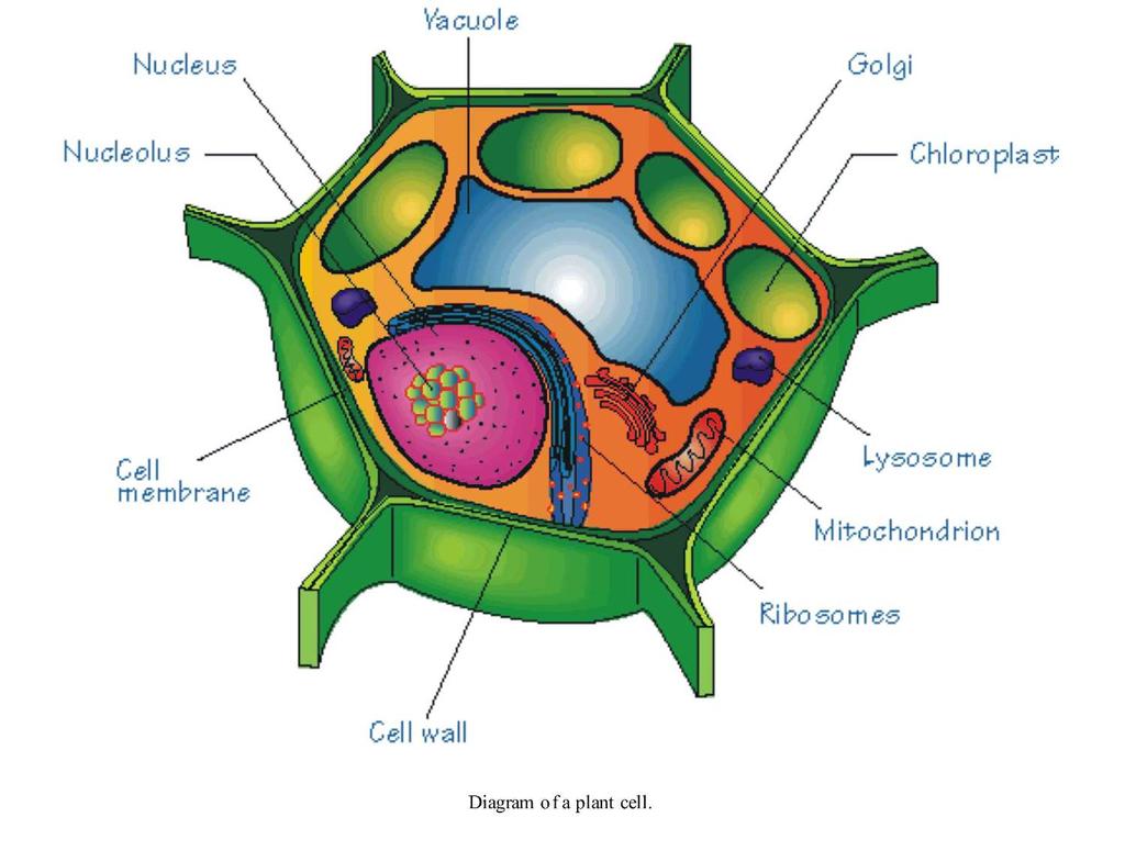 Photosynthesis occurs inside the chloroplast!