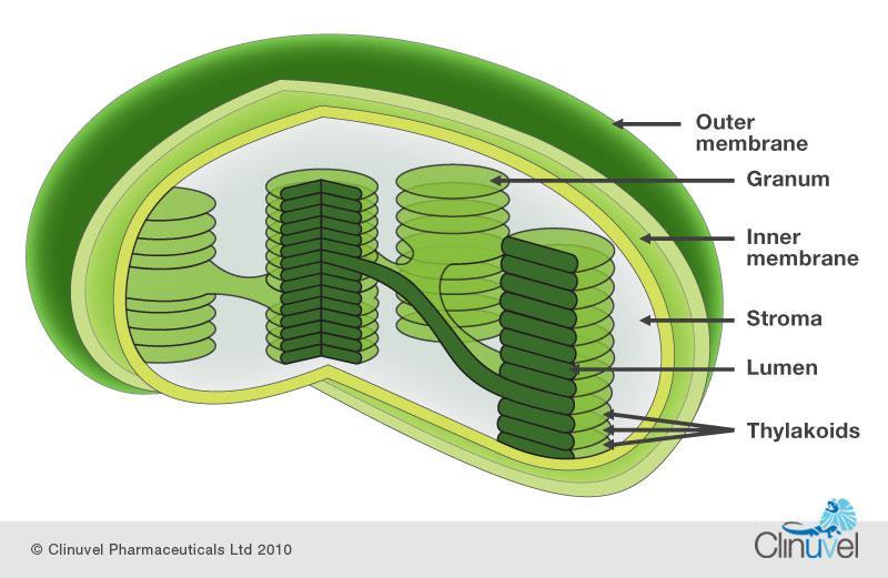 Structure of a Chloroplasts u Chloroplasts contain specialized structures to help them carry out the two part process of photosynthesis.